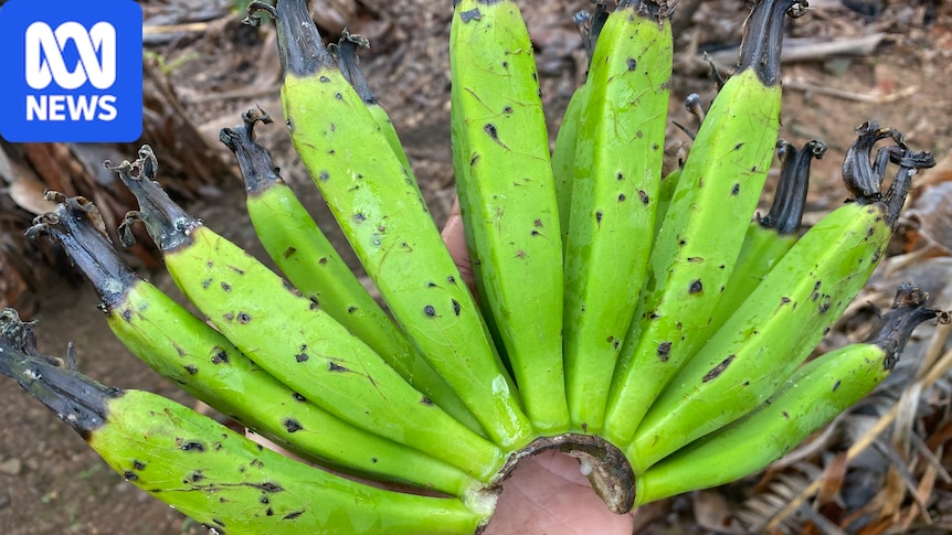 Starving flying foxes target banana, berry farms on NSW Mid North Coast