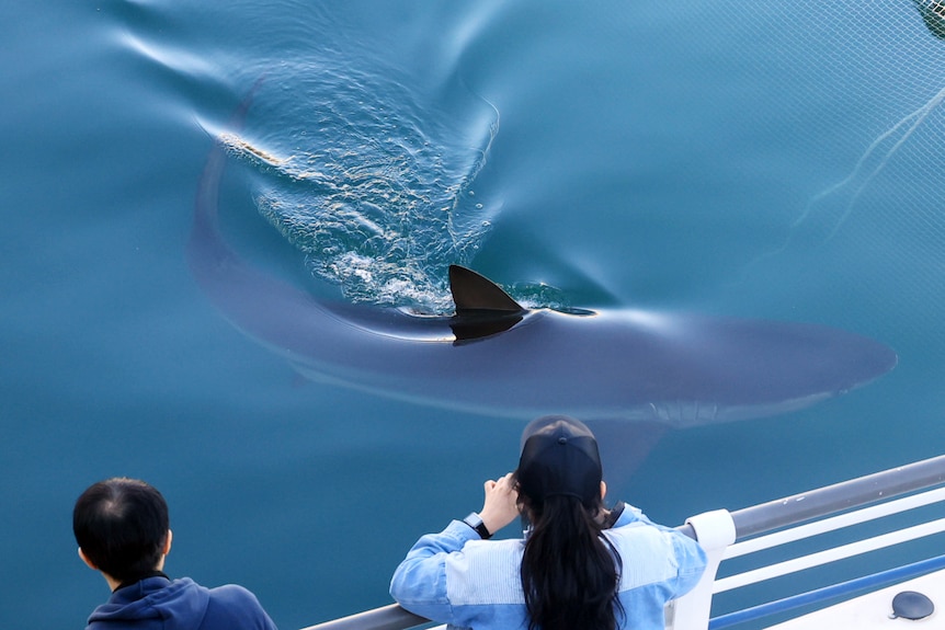 A shark fin sits above the water.