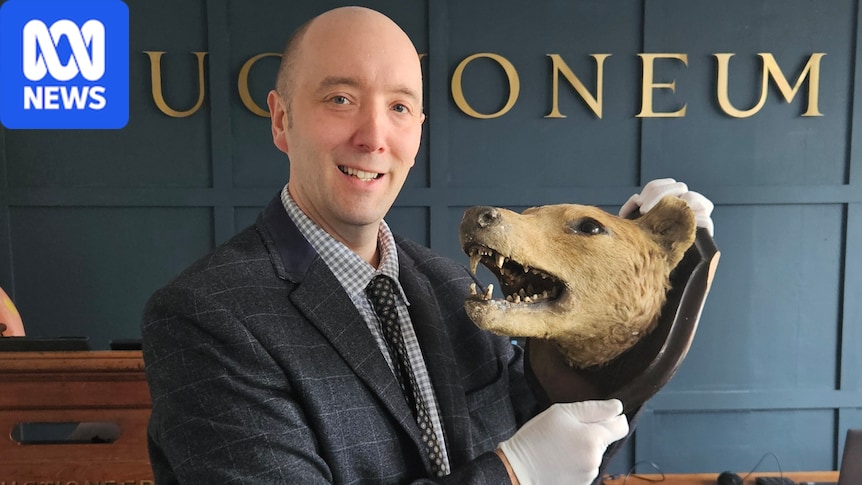 Second thylacine head hits UK auction house just weeks after first rare sale