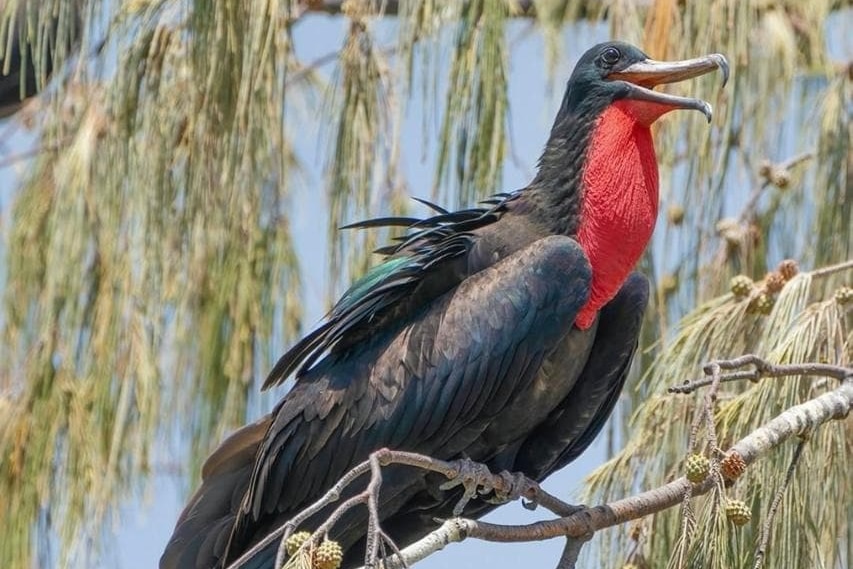 A large black bird with a red a striking red gular sac under its beak.t