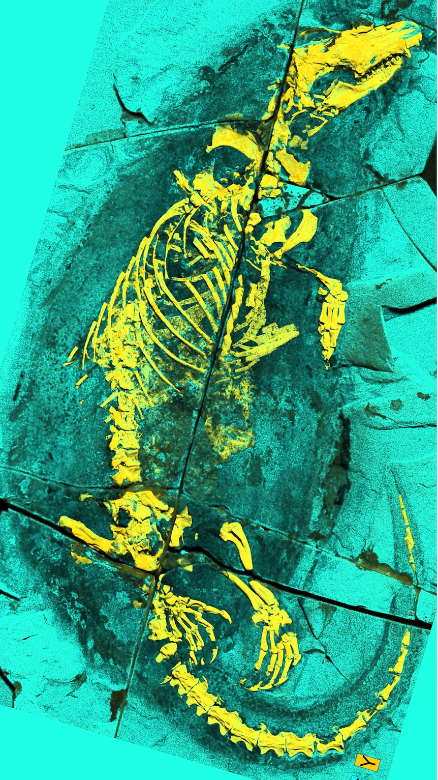 A rocky slab where a skeleton outline is highlighted in yellow against the background colour of teal.