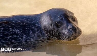 Jarvis, a black and grey coloured seal, is in his pool, with his head and back above the water. He is looking straight at the camera.