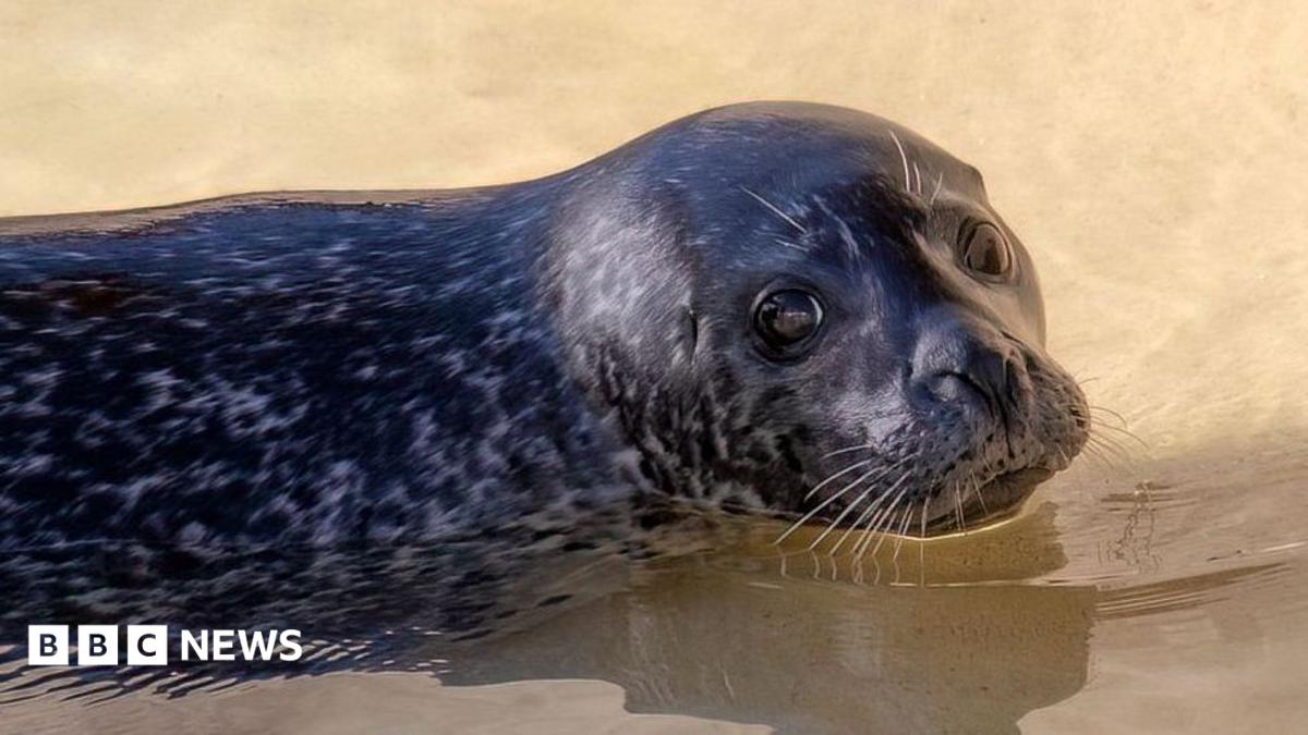 Jarvis, a black and grey coloured seal, is in his pool, with his head and back above the water. He is looking straight at the camera.