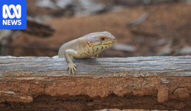 Yakka skink numbers increase in Charleville after fences installed