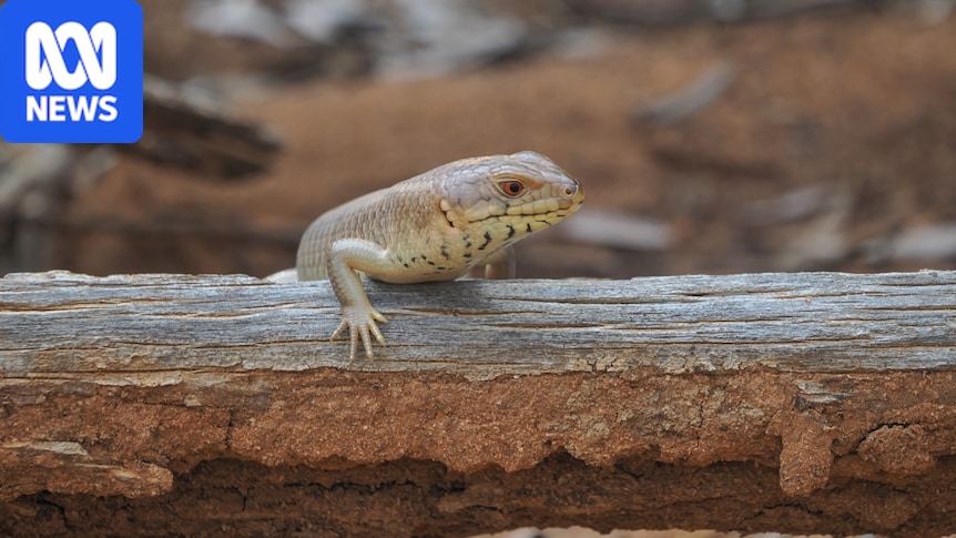 Yakka skink numbers increase in Charleville after fences installed