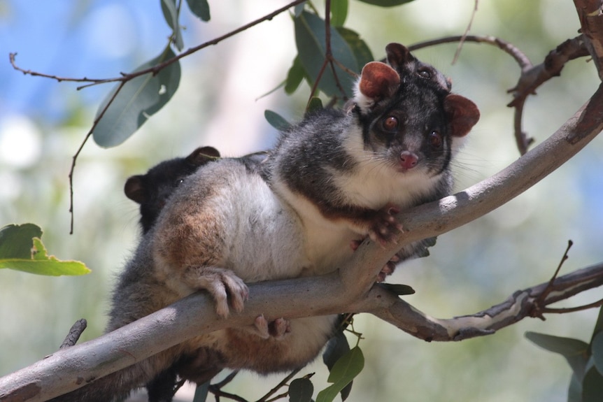 A common ringtail possum with a joey up on a tree.