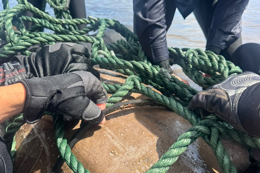 Gloved hands grip green rope, netted over the smooth skin of a dugong.