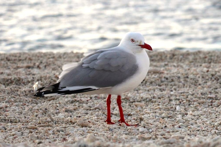 A seagull standing on gritty sand. 