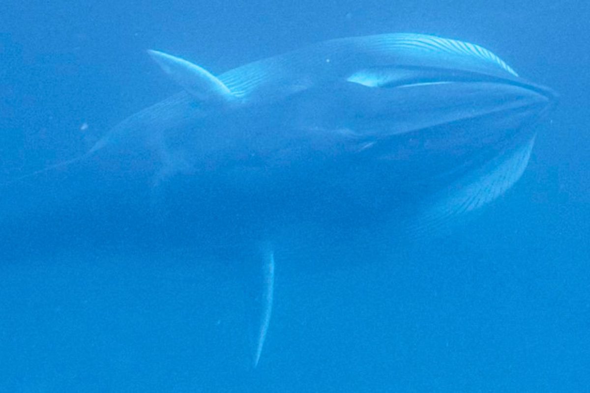 Omura