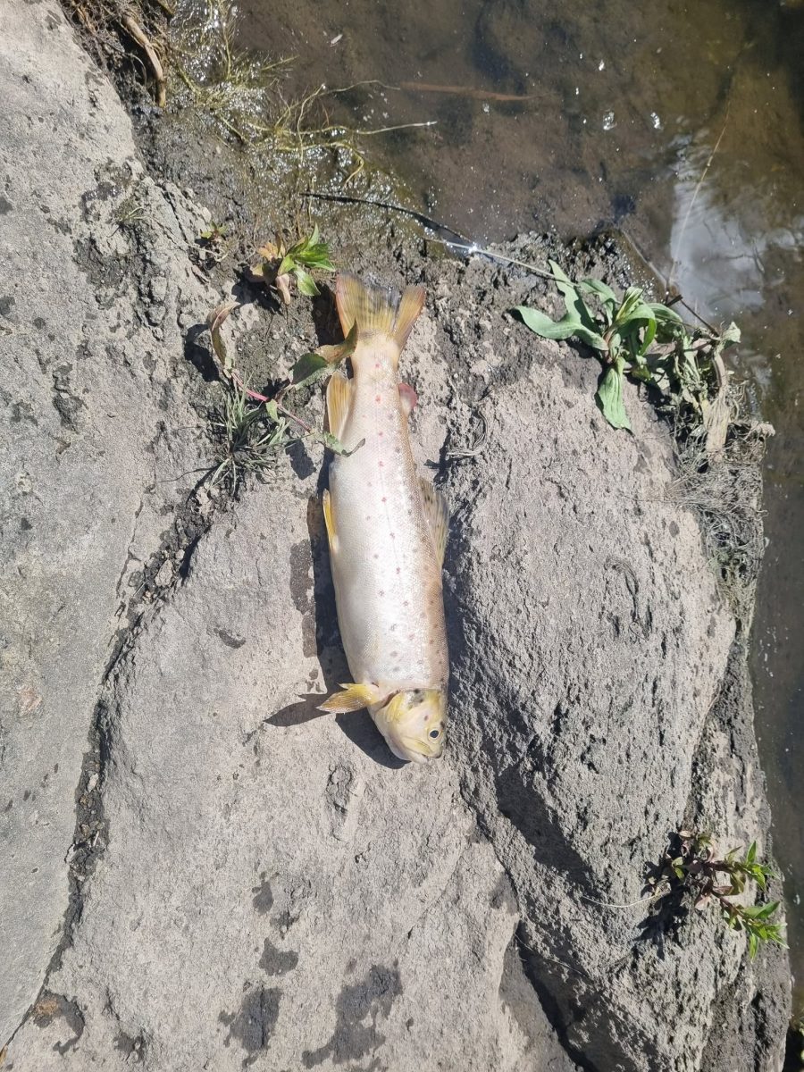 Dead creek from Cooma Creek