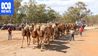 Australian camel record set before American ranchers at Good Old Days Festival