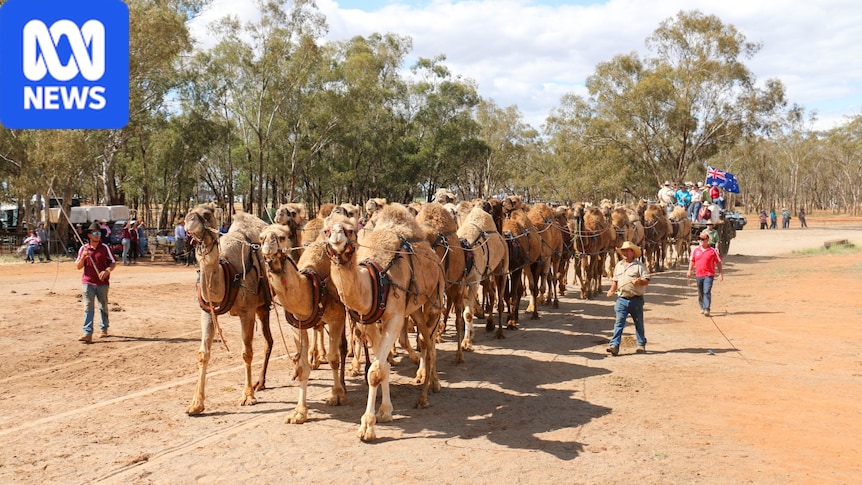 Australian camel record set before American ranchers at Good Old Days Festival