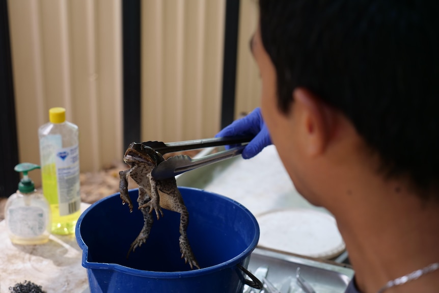 Mithram Selvaratnam's gloved hands holding a tongs, which are grabbing a dead cane toad out of a bucket.