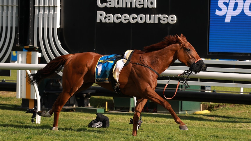 A riderless horse is seen running past the finish line of the Caulfield Cup after dislodging his jockey.