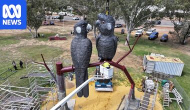 Endangered Carnaby's cockatoos unveiled as Western Australia's newest big thing