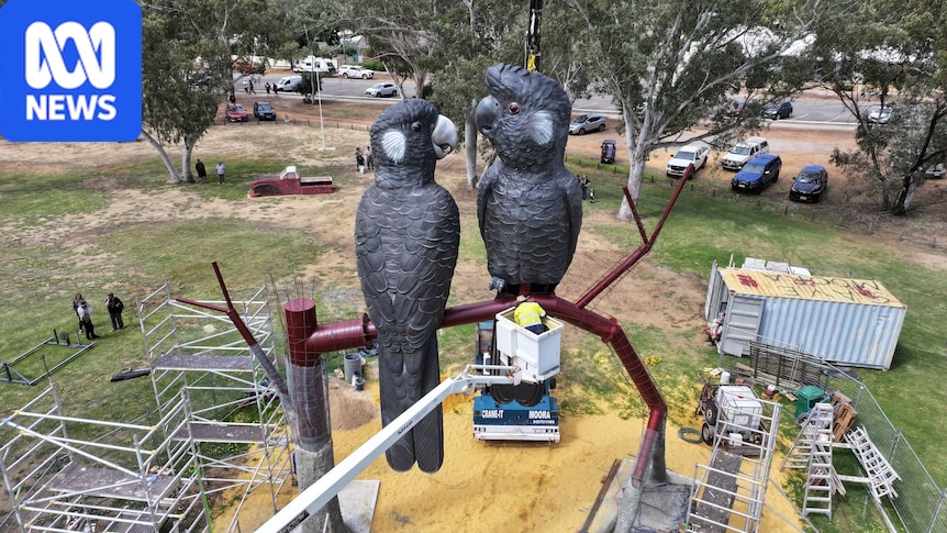 Endangered Carnaby's cockatoos unveiled as Western Australia's newest big thing