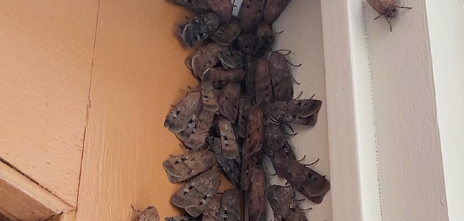 The moths could persist over the next few months, but they won’t stick around for long. 