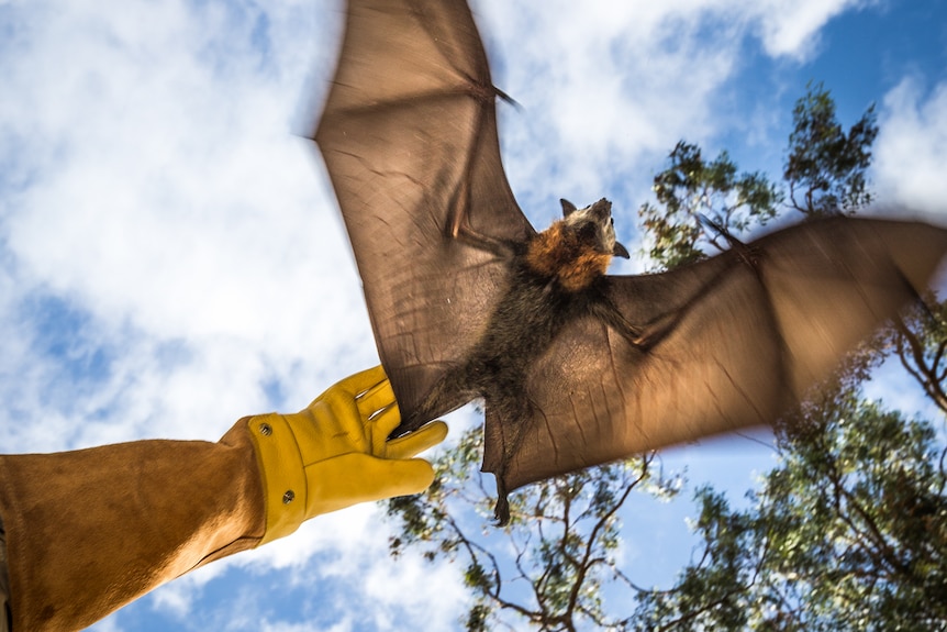 A gloved hand grabs the foot of a grey-geaded flying fox in the air with its wings open