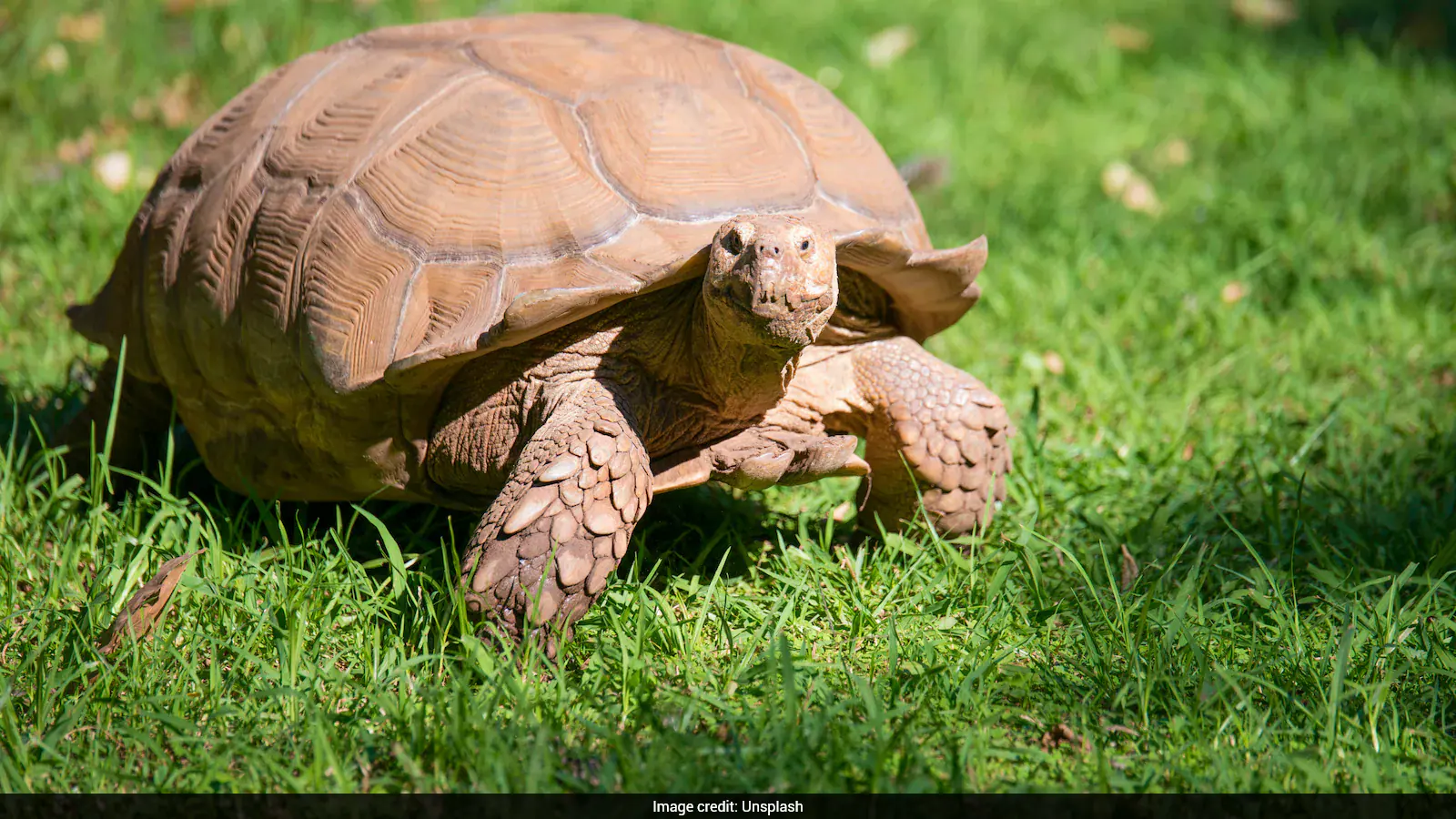 Giant Tortoises Make Remarkable Comeback, Now Outnumbering Humans In The Seychelles