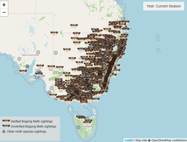 Zoos Victoria Moth Tracker website has already recorded 12,000 verified sightings. 