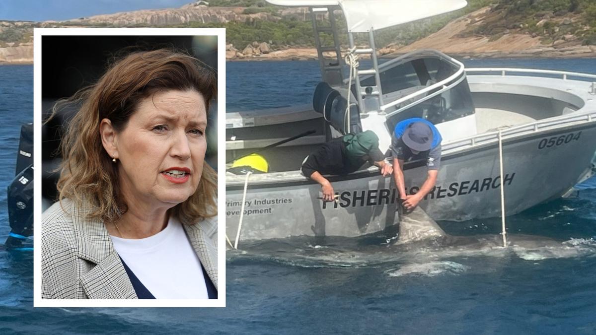 SLSWA to look into shark-finding AI drones ahead of summer - The West Australian