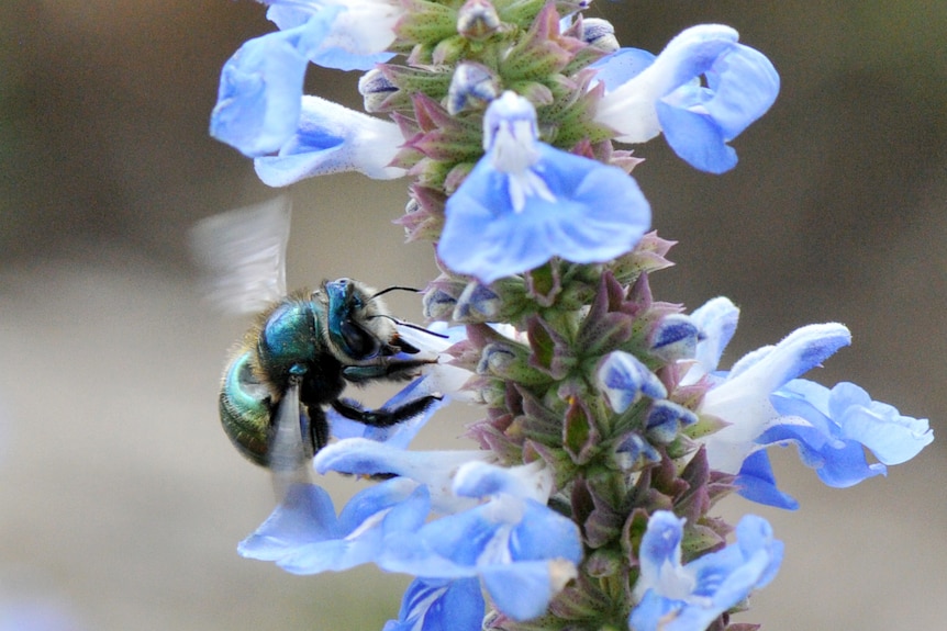 A bee on a blue flower