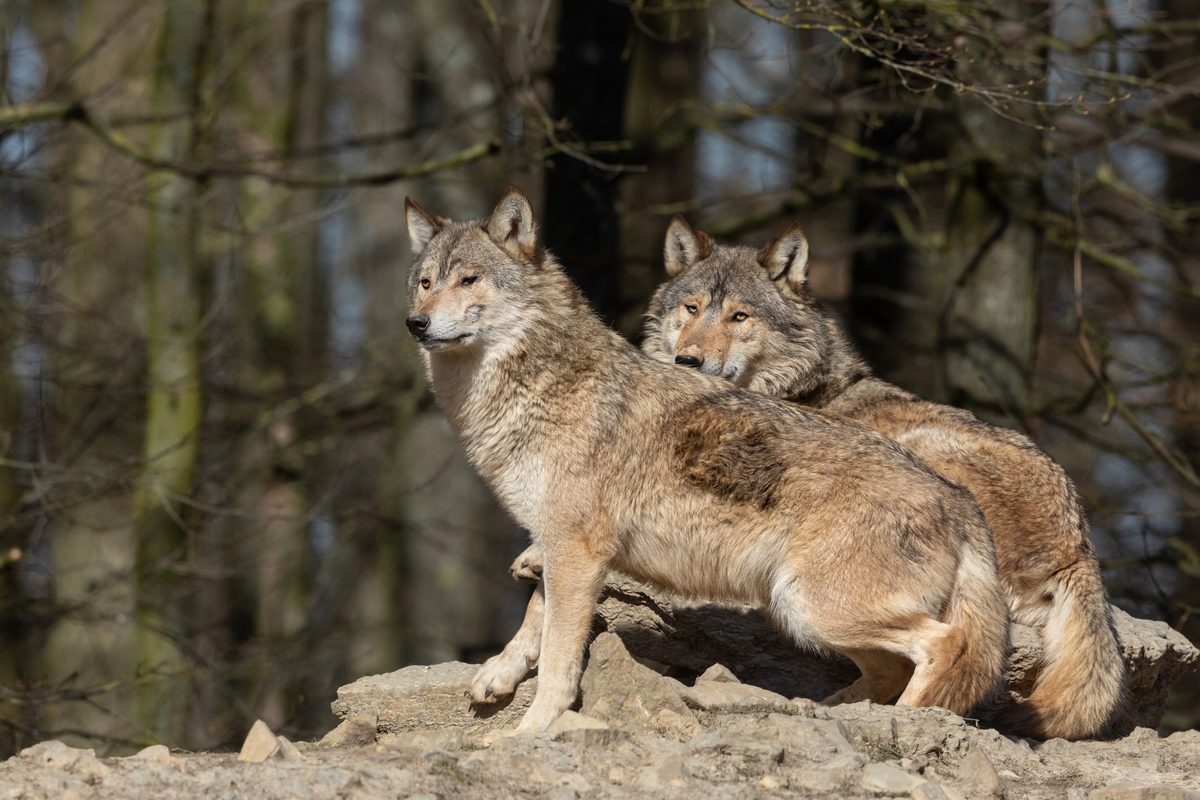 Grey wolves