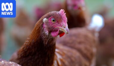 Poultry lockdown in Victoria lifted despite bird flu infections in wildlife
