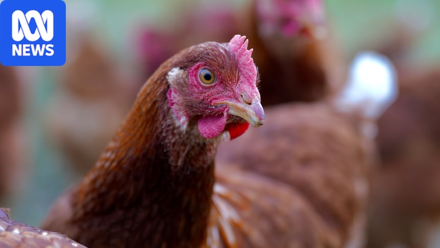 Poultry lockdown in Victoria lifted despite bird flu infections in wildlife