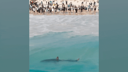 A great white shark swims close to a beached whale carcass as hundreds of spectators look on in City Beach.