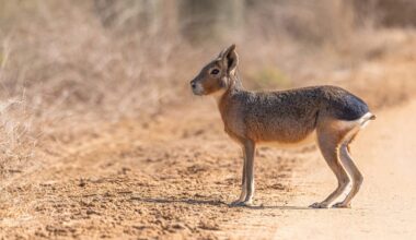 Side view of Patagonian mara walking on field