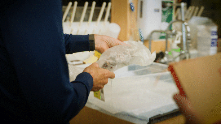 Daniel Drucker finding the original frozen Gila monster in his lab, covered in plastic