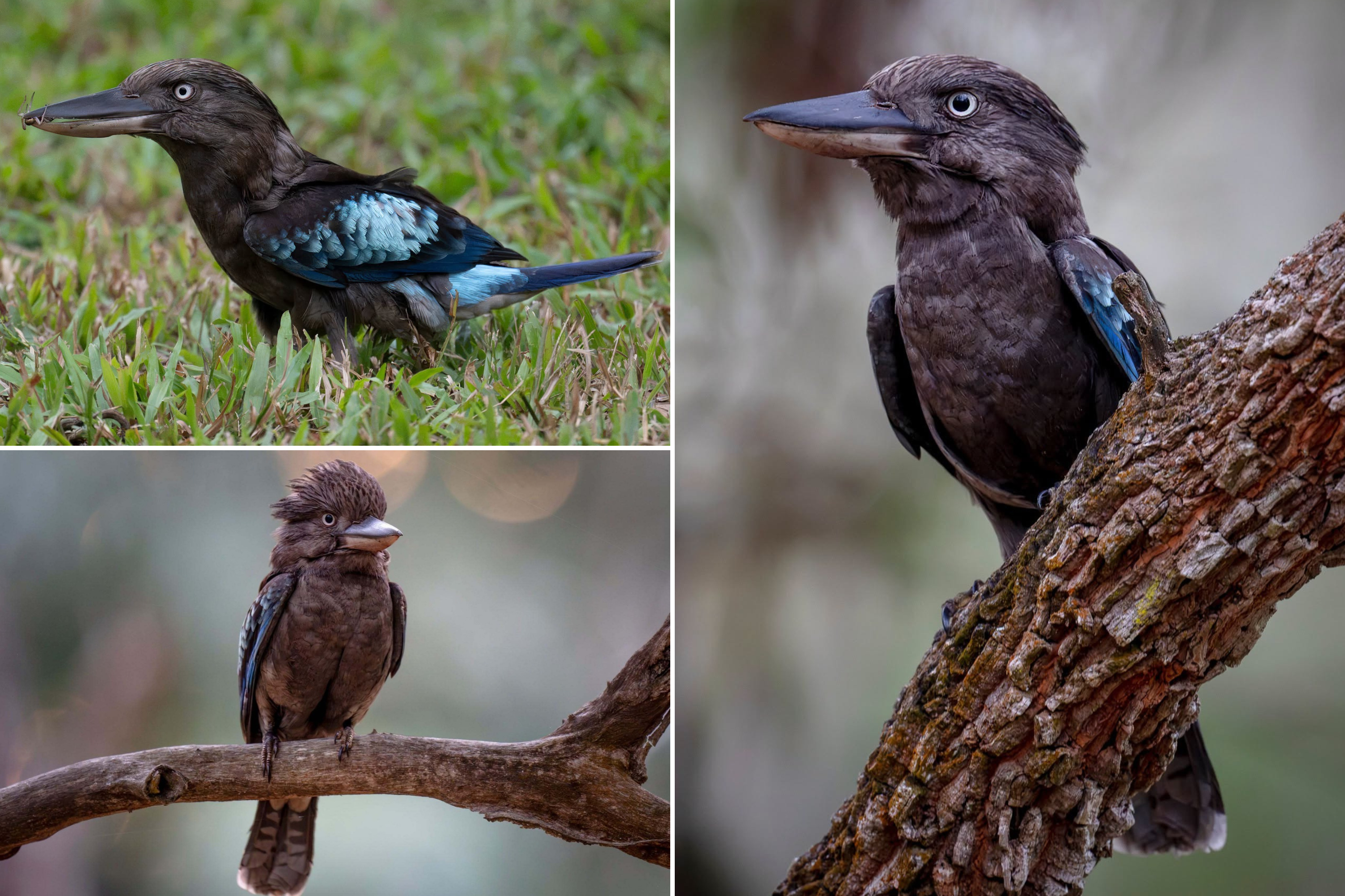 A collage shows pictures of a rare all-black blue-winged kookaburra, perched in trees and eating an insect.