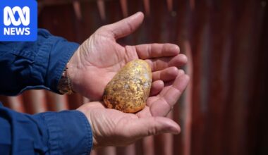 Amateur prospector discovers gold nugget worth $150,000 on outback station