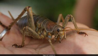 15-Year Conservation Effort Saves World's Heaviest Insect Species