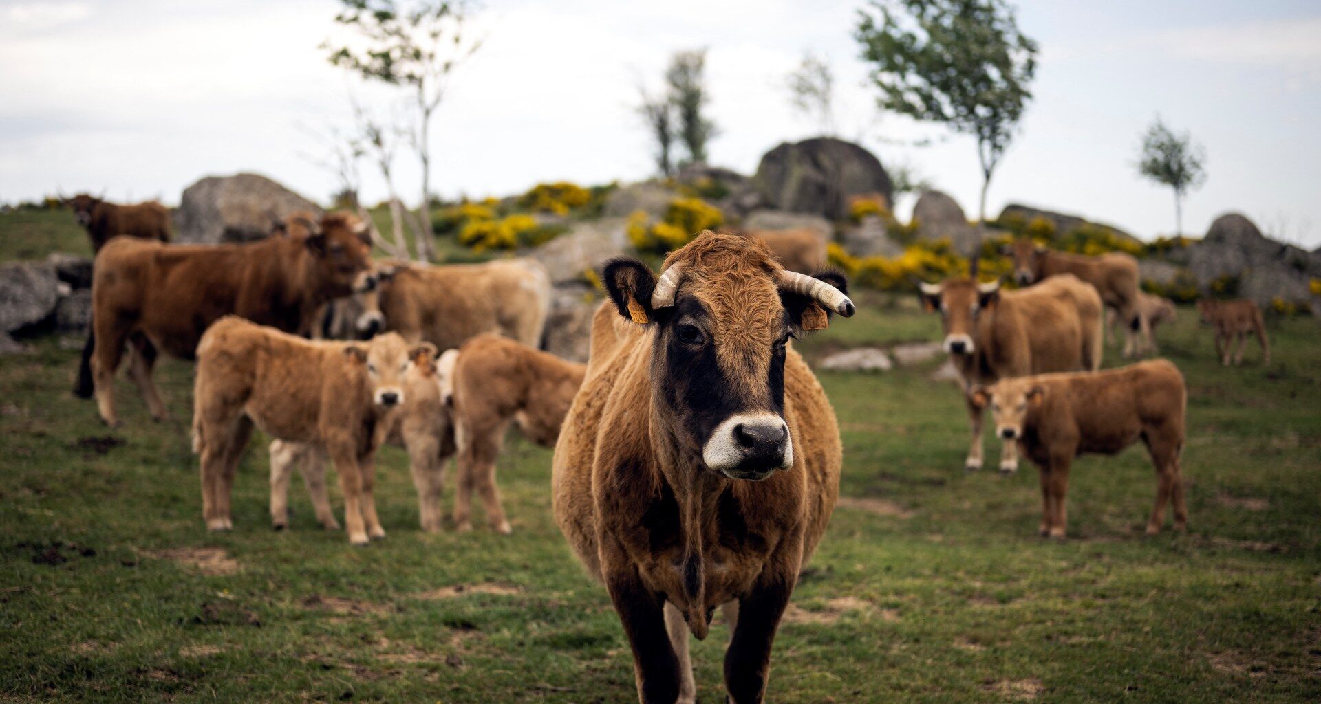 France reports first human Shamonda virus case, says no health risk | Health News
