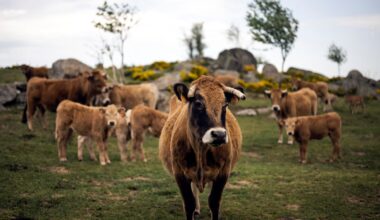 France reports first human Shamonda virus case, says no health risk | Health News