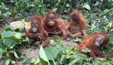 Five baby orangutans 1,700 miles from home expose the 'loopholes' in India's wildlife trade