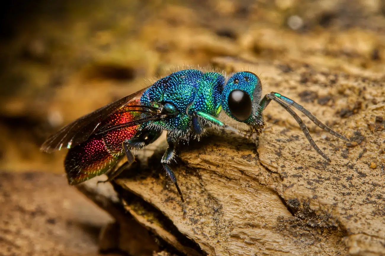 NWT Nature Photography Competition 2026