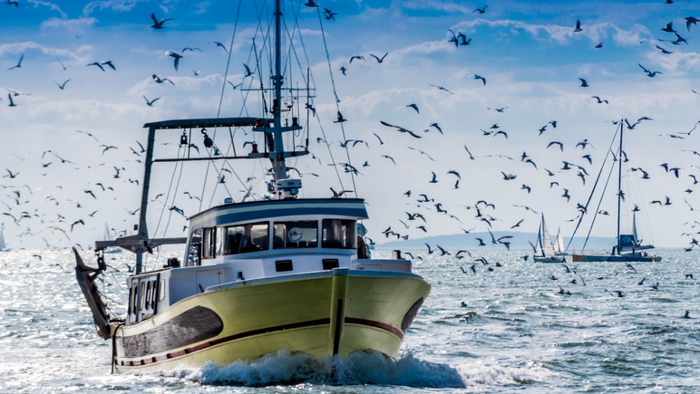 EU fish landings valued at €5.5 billion in 2025 - News articles