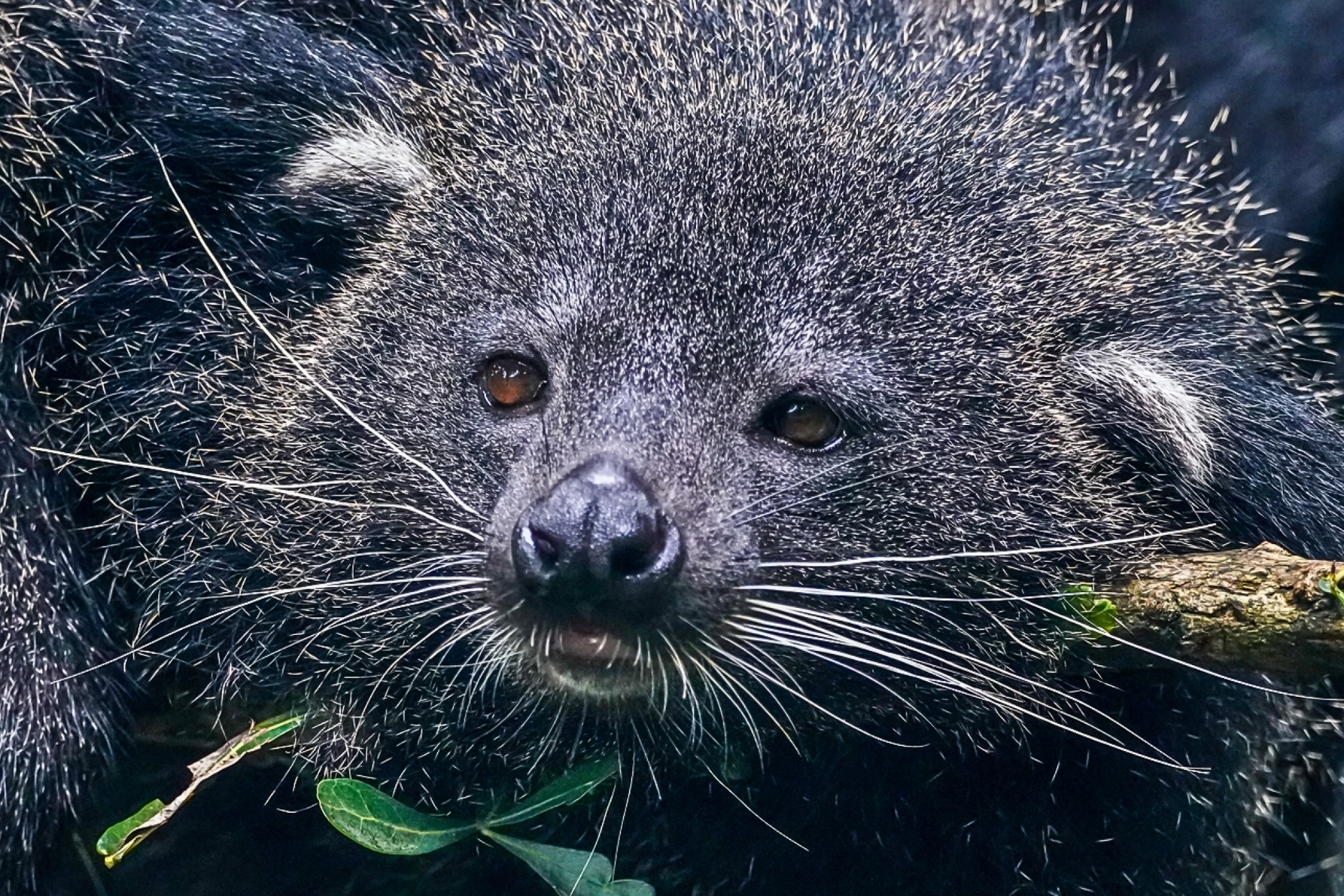 Binturong