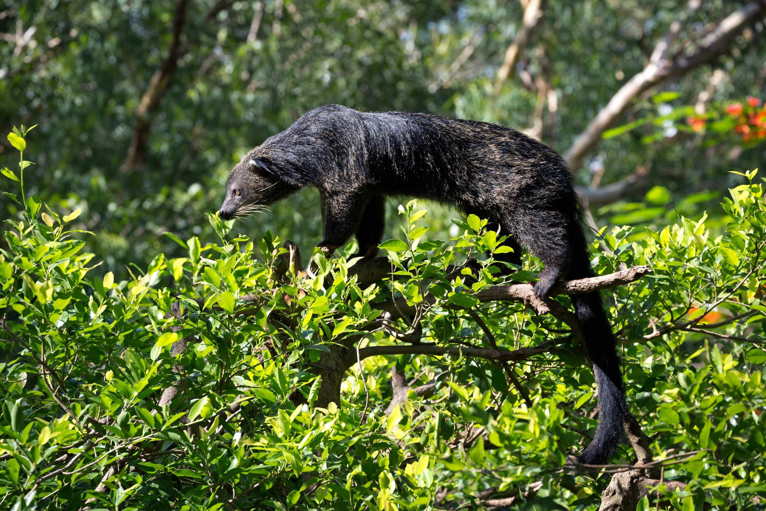 Binturong