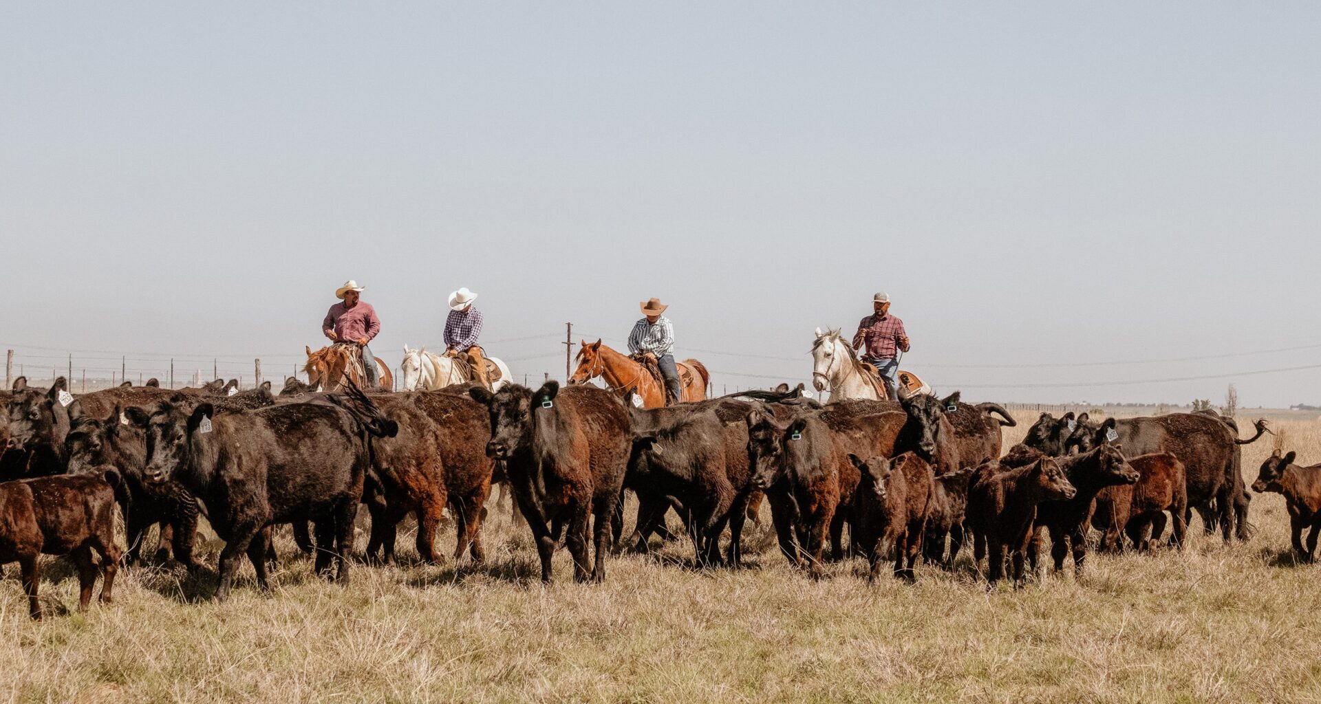 From data to decisions: How technology is reshaping the way cattle producers manage for efficiency