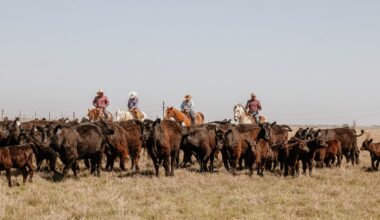From data to decisions: How technology is reshaping the way cattle producers manage for efficiency