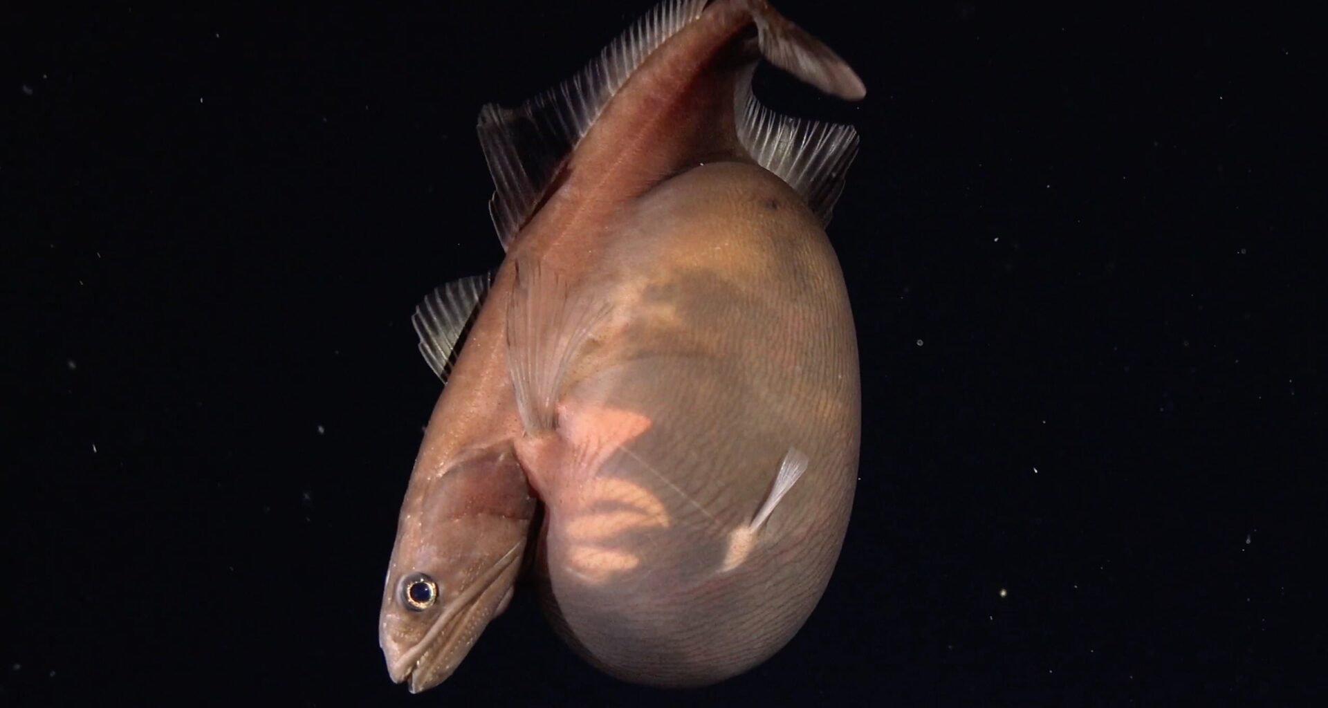 A Little Fish in The Deep Sea Swallowed a Meal Way Bigger Than Itself. Scientists Caught It on Camera. : ScienceAlert