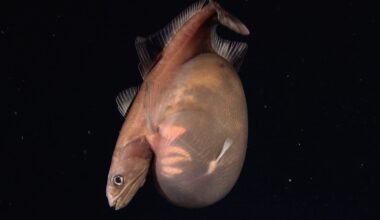 A Little Fish in The Deep Sea Swallowed a Meal Way Bigger Than Itself. Scientists Caught It on Camera. : ScienceAlert