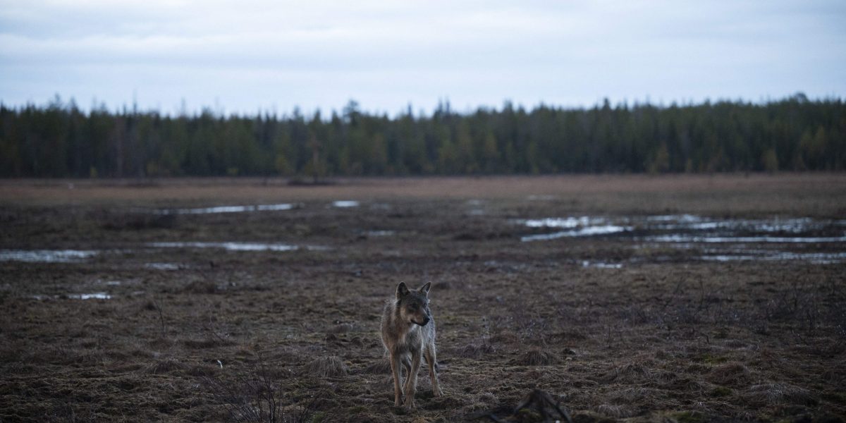 Wolves are roaming Finnish streets after Google cut down 1,300 acres of trees to build a data center