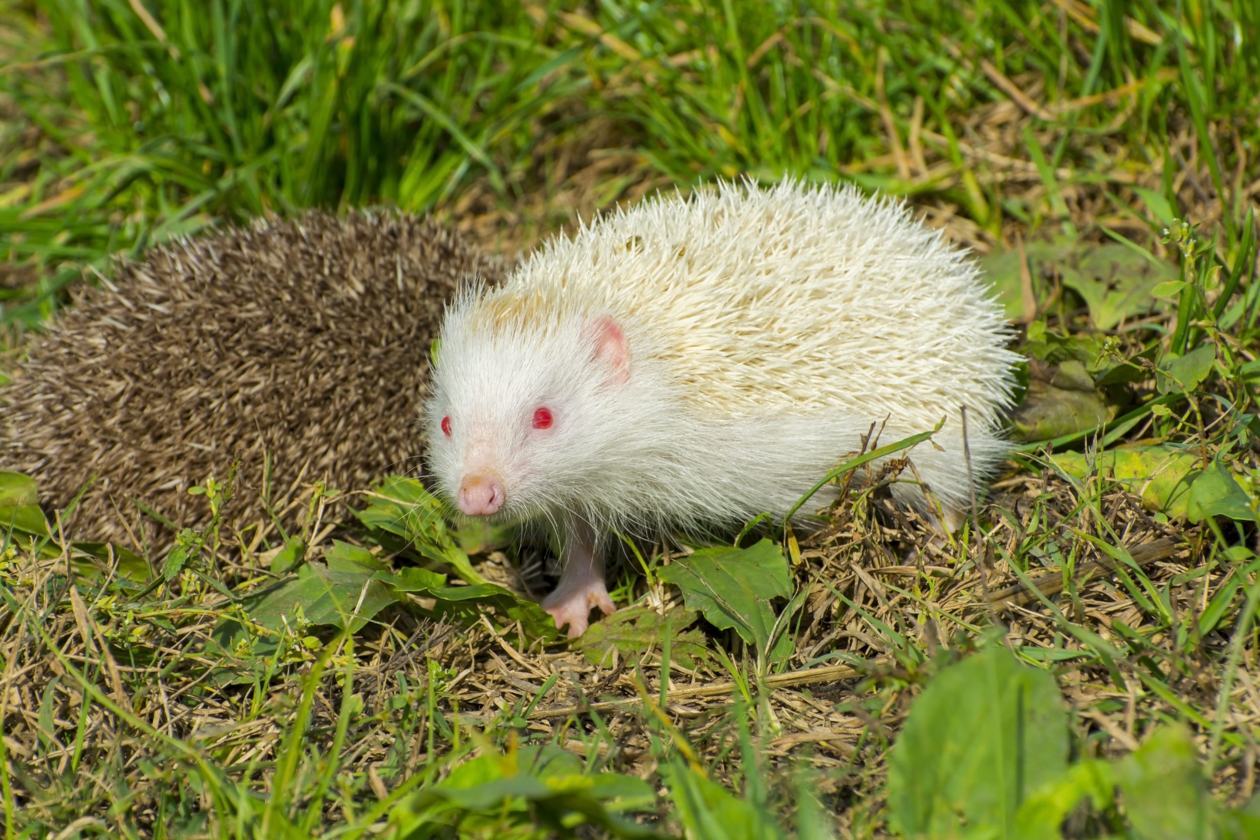 Albino northern white-breasted hedgehog in the grass