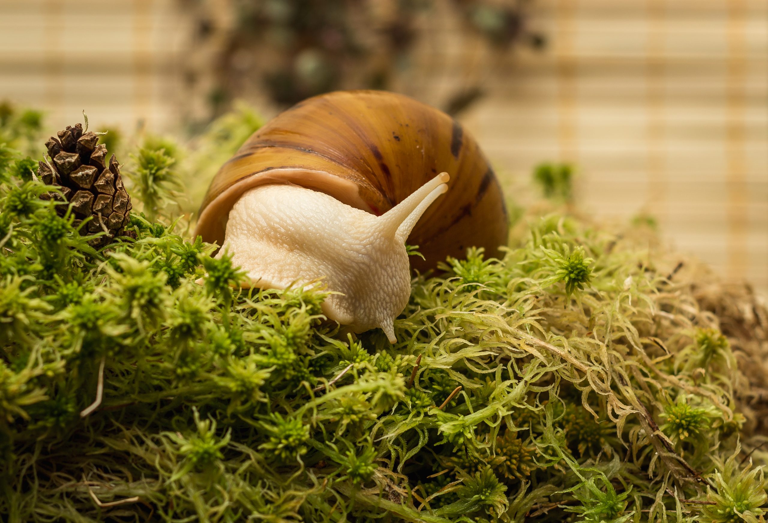 Albino snail