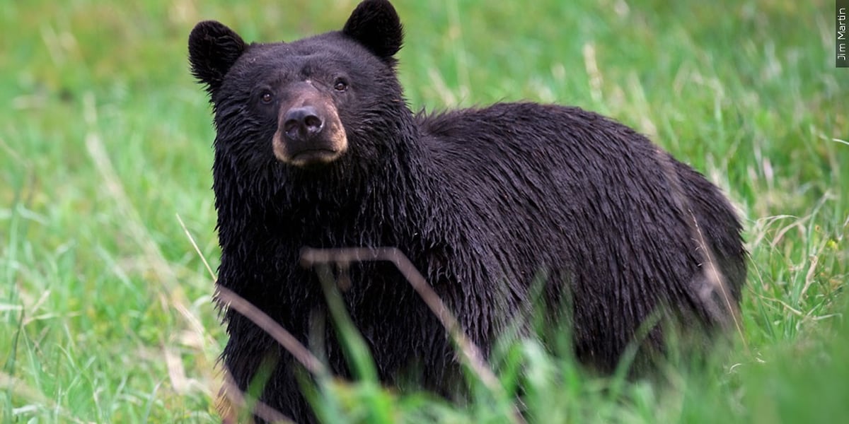 Hungry bears are on the move in North Carolina